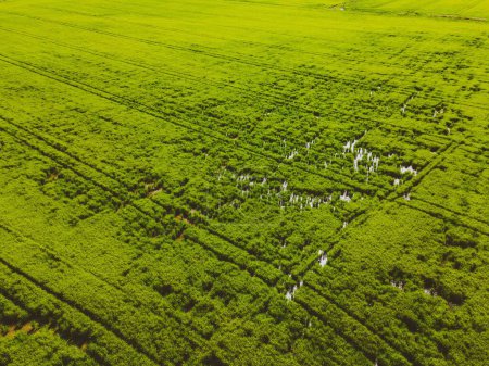 Foto de Una toma aérea de un campo de cultivo de arroz en Alcacer do Sal, Portugal - Imagen libre de derechos