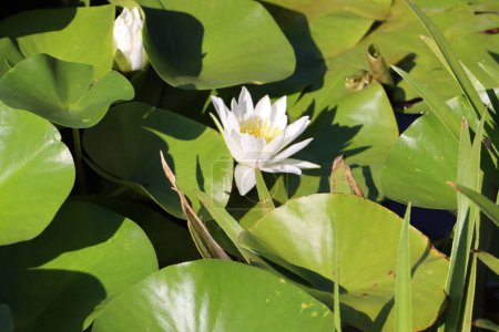 Photo for An Indian Lotus flower floating in a pond covered in round leaves on a sunny day - Royalty Free Image