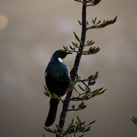 Photo for A vertical shot Tui bird sitting on a branch with dried leaves against sunset sky - Royalty Free Image