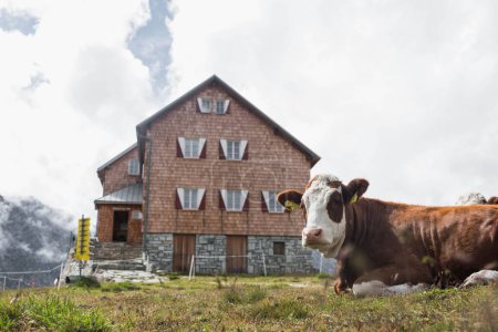 Téléchargez les photos : Une vache bicolore dans le pâturage sur fond de maison et ciel nuageux. - en image libre de droit