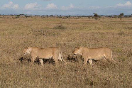 Téléchargez les photos : Puissant lion observant les lionnes qui sont prêtes pour la chasse - en image libre de droit