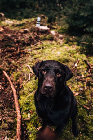 Téléchargez les photos : Un beau gros plan d'un Labrador Retriever noir regardant la caméra - en image libre de droit