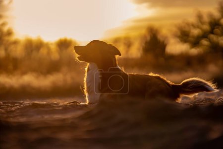Foto de Un perro Border Collie descansando en un campo con la puesta de sol dorada sobre el fondo borroso - Imagen libre de derechos