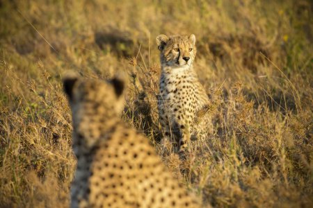 Photo for Cheetah on the plains of Serengeti national park - Royalty Free Image