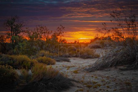 Téléchargez les photos : Végétation avec des paysages de coucher de soleil orange vif et des nuages en arrière-plan - en image libre de droit