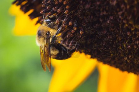 Photo for A Closeup of a bee on a sunflower - Royalty Free Image