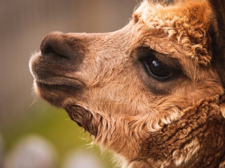 Foto de Un primer plano de un camello - Imagen libre de derechos