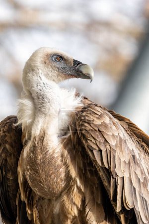 Téléchargez les photos : Plan sélectif du vautour griffon d'Eurasie (Gyps fulvus) - en image libre de droit