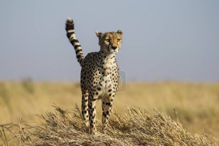 Foto de Cheetah en las llanuras del Parque Nacional del Serengeti - Imagen libre de derechos