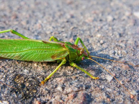 Téléchargez les photos : Plan rapproché d'une sauterelle verte au sol - en image libre de droit