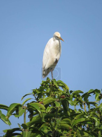 Téléchargez les photos : Une aigrette de bétail blanche perchée sur une branche avec le fond bleu ciel - en image libre de droit