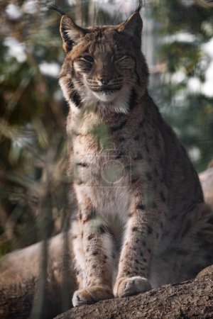 Téléchargez les photos : Mise au point sélective du lynx dans la forêt - en image libre de droit