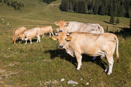 Téléchargez les photos : Le Murnau-Werdenfels Cattles (Bos taurus) broutant dans le champ verdoyant entouré de pins en Autriche - en image libre de droit