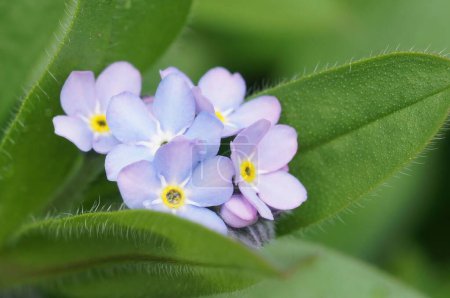 Photo for A closeup of blooming Myosotis sylvatica flowers in blurred background - Royalty Free Image