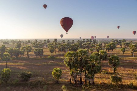 Photo for Hot air balloons float over the palm trees of the Bagan plains in Myanmar (Burma). - Royalty Free Image
