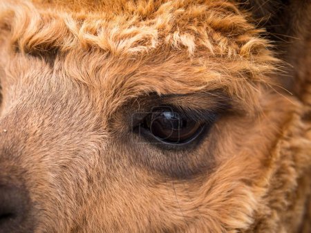 Foto de Un macrodisparo del ojo de Camello (Camelus) - Imagen libre de derechos