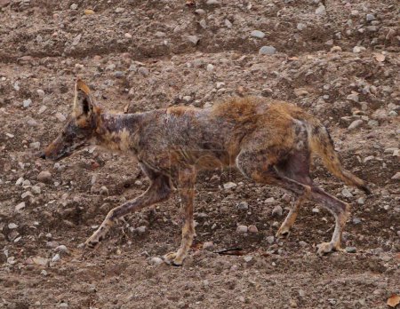 Photo for A coyote suffering from mange hunts along a river bank - Royalty Free Image