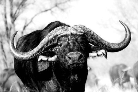 Photo for A grayscale closeup of the African buffalo, Syncerus caffer. - Royalty Free Image