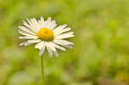 Photo for A closeup shot of chamomile (Matricaria) in the garden - Royalty Free Image