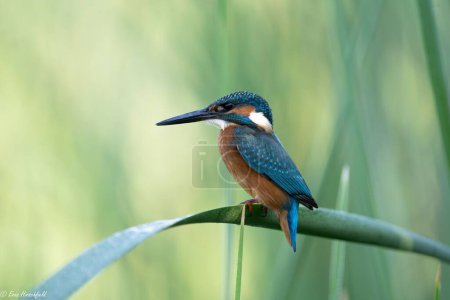Photo for A white-throated kingfisher bird perching on a green leaf against a blurry field background - Royalty Free Image