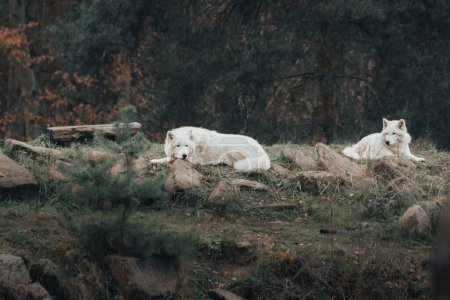 Photo for Two white Samoyed breed dogs resting in a rocky field before a huge cliff - Royalty Free Image