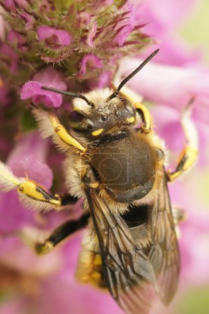 Téléchargez les photos : Gros plan naturel sur la carde de laine européenne rayée jaune colorée solitaire, abeille Anthidium manicatum sur une fleur rose dans le jardin - en image libre de droit