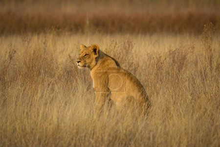 Foto de Poderoso León observando a las leonas que están listas para la caza - Imagen libre de derechos