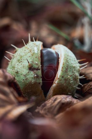 Photo for A vertical macro shot of a shelled European horse-chestnut over a dry foliage - Royalty Free Image