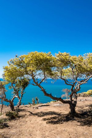 Téléchargez les photos : Plan vertical d'un arbre vert poussant sur la côte de Korbous, Tunisie - en image libre de droit