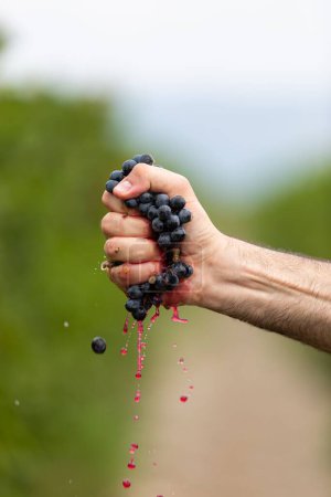 Photo for A vertical closeup of the man's hand squeezing grapes. - Royalty Free Image