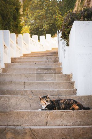 Téléchargez les photos : Plan vertical d'un chat errant posé sur un escalier - en image libre de droit