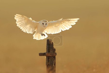 Foto de Una hermosa vista de un búho granero volando - Imagen libre de derechos