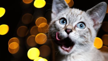 Photo for A shocked cat against bokeh lights background - Royalty Free Image