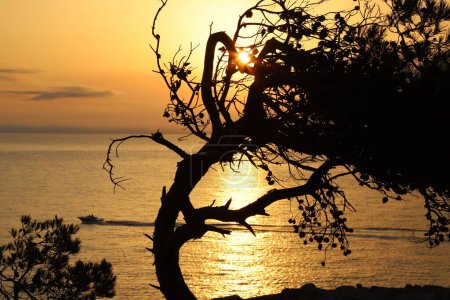 Téléchargez les photos : Gros plan d'une silhouette d'un arbre courbé et d'un bateau dans la mer au coucher du soleil - en image libre de droit