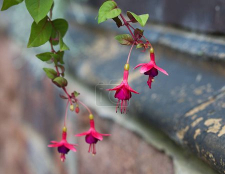 Téléchargez les photos : Un gros plan de Fuchsia plante à fleurs sur le fond flou - en image libre de droit