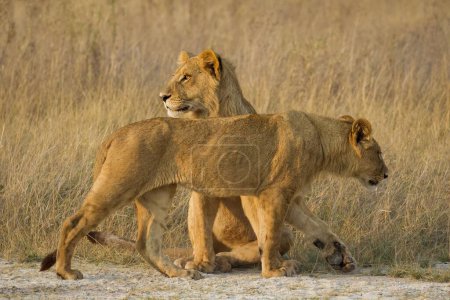 Photo for Mighty Lion watching the lionesses who are ready for the hunt - Royalty Free Image