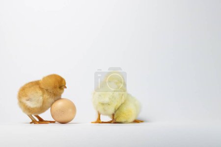 Téléchargez les photos : Trois poulets près d'un oeuf isolé sur fond blanc - en image libre de droit