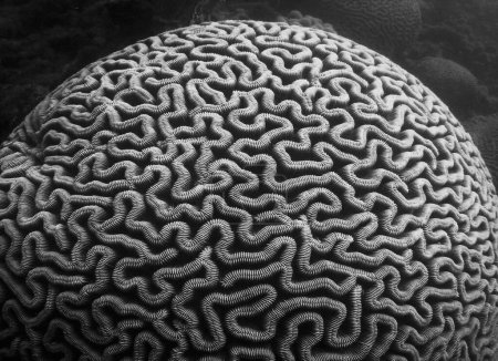 Foto de Un primer plano blanco y negro de un coral cerebral, Scleractinia capturado bajo el agua - Imagen libre de derechos