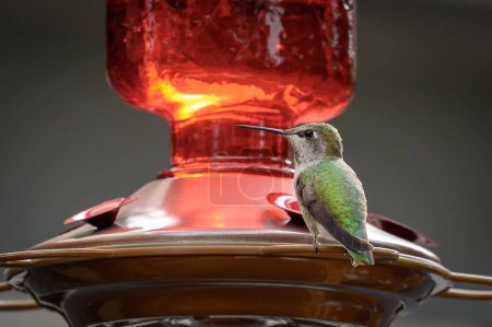 Foto de Un primer plano del colibrí de Anna posado sobre una lámpara de queroseno - Imagen libre de derechos
