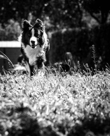 Photo for A grayscale of a fluffy Border Collie (Canis lupus familiaris) running in a field - Royalty Free Image