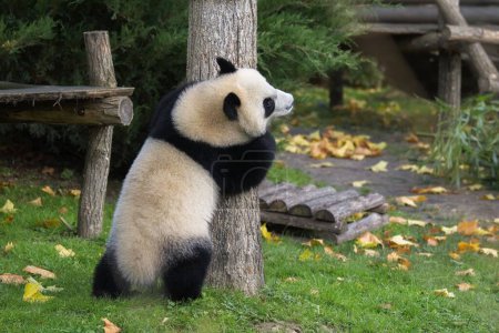 Photo for A baby giant panda climbing in a tree, funny animal - Royalty Free Image
