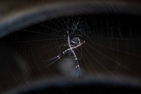 Téléchargez les photos : Un gros plan d'une argiope keyserlingi araignée sur la toile - en image libre de droit