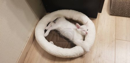 Photo for Odd-eyed white khao manee kitten  with heterochromia. - Royalty Free Image