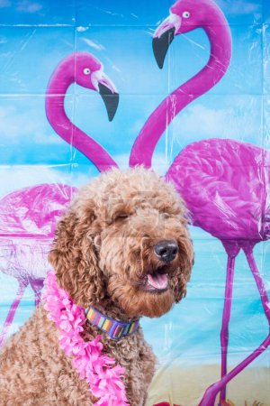 Téléchargez les photos : Portrait vertical en gros plan du chien hamster en collier tropical rose debout sur fond photo flamants roses - en image libre de droit