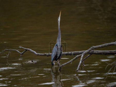 Photo for A Great blue heron with specialized feathers on its chest, looking up in shallow water in a pond, with a tree branch in the background - Royalty Free Image