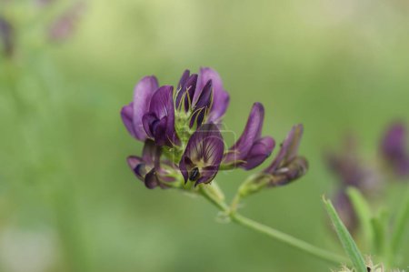 Foto de Un primer plano de flor púrpura Alfaalfa flor - Imagen libre de derechos