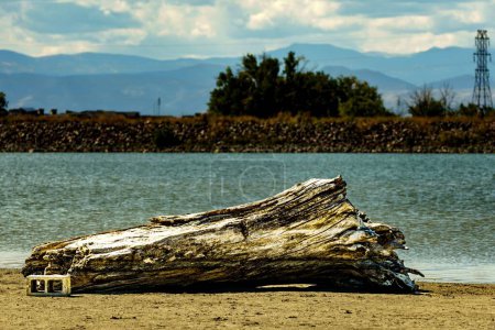 Foto de Una madera a la deriva en una playa de arena junto a un lago con árboles en el suelo y cielo azul - Imagen libre de derechos