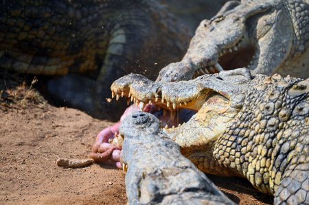 Photo for A view of crocodiles fighting for pieces of meat against each other - Royalty Free Image