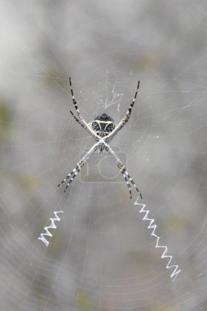Photo for A vertical shot of a silver argiope spider on the web in a field with a blurry background - Royalty Free Image