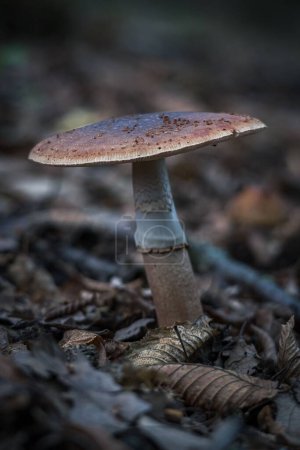 Photo for A closeup of a toxic Amanita porphyria mushroom growing in forest after rain. - Royalty Free Image